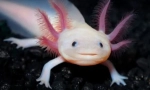 Acolotl mexican
